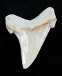 Killer Summerville Angustiden Tooth #1676-1